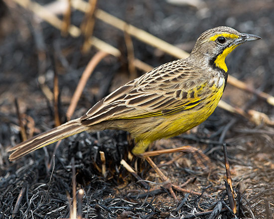 Yellow-throated Longclaw